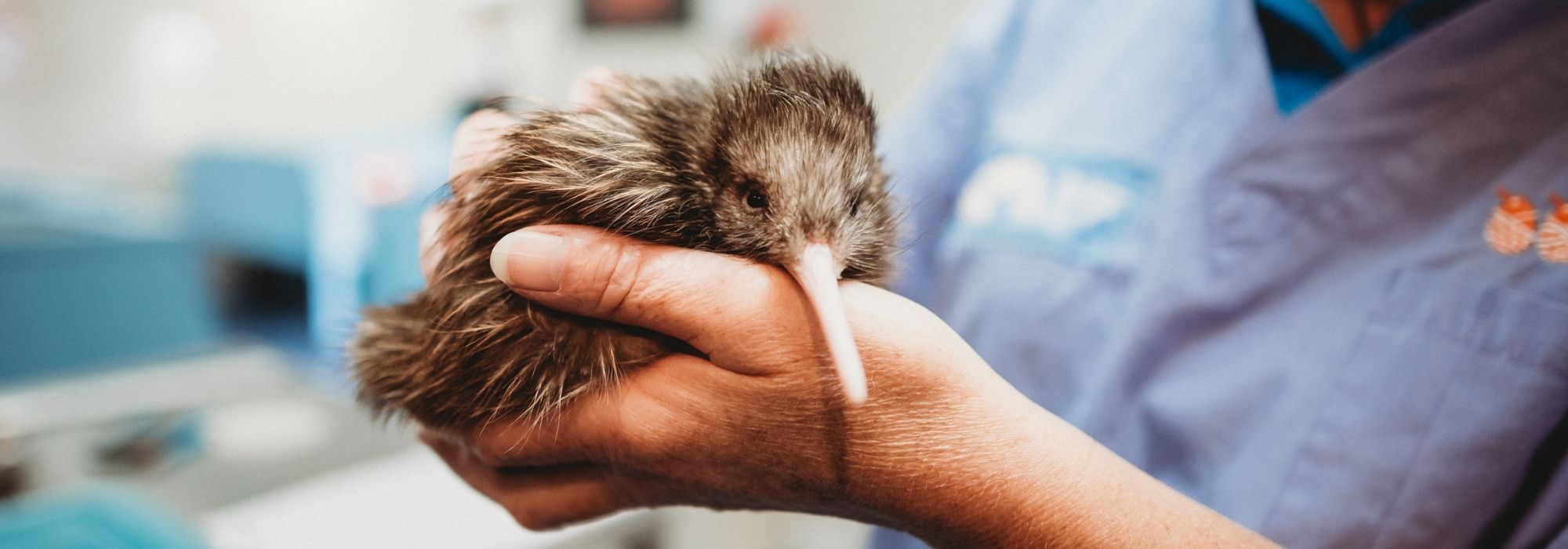 The good eggs at National Kiwi Hatchery The good eggs at National Kiwi Hatchery